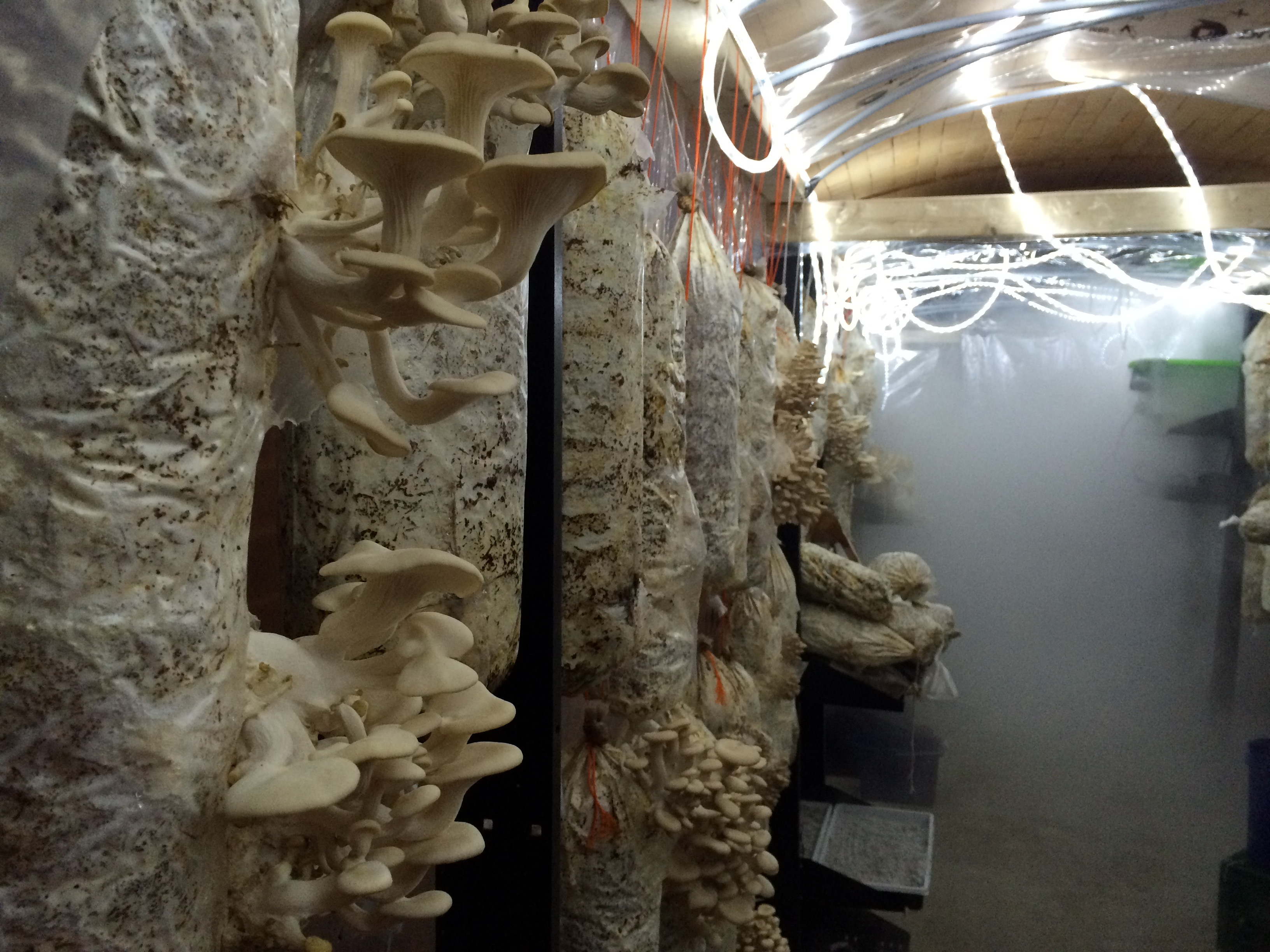 Growing mushrooms in the old kilns at the Evergreen Brickworks. Photo: Grow for Good Inc.